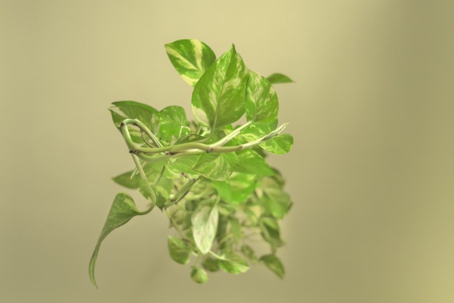 Photo mint app